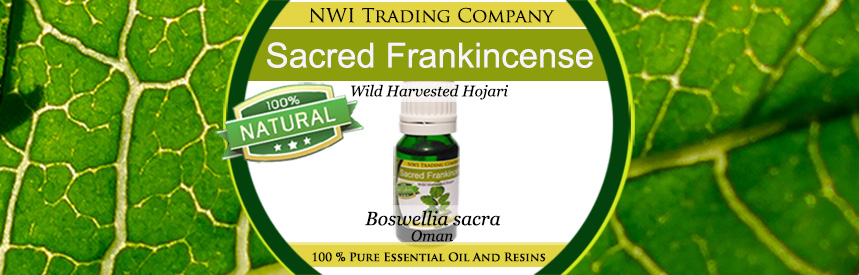 Sacred Frankincense - Boswellia Sacra from Oman